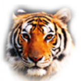 Tiger International Development