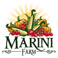 Marini Farm Corn Maze