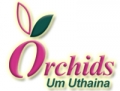Orchids Orchids