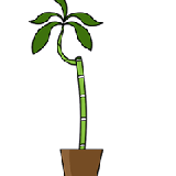 Plant Souk