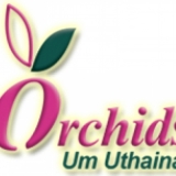 Orchids Orchids