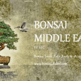 Bonsai Dubai