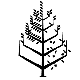 Olea