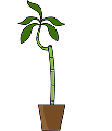 Plant Souk