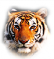 Tiger International Development