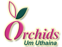 Orchids Orchids